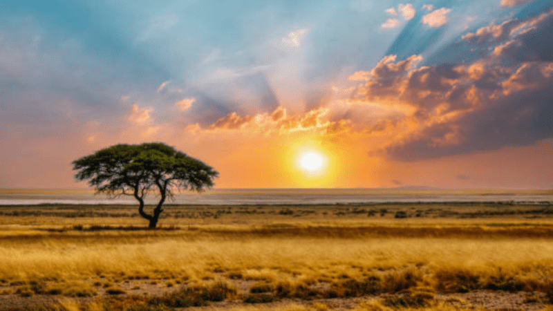 african essential oil